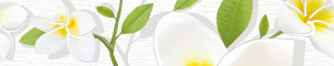 Франджипани / Frangipani  BW0FRG00  Бордюр 50*249